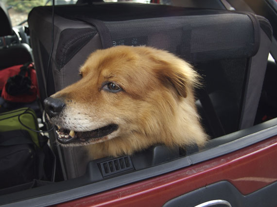 Viajar con la mascota